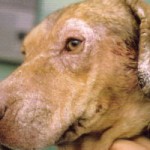 Leishmaniasis canina Clínica Veterinari en Sant Vicenç dels Horts